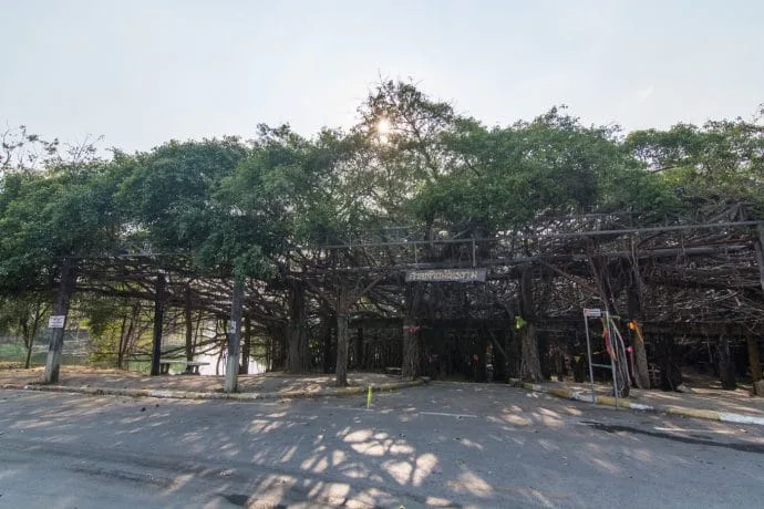 banyan tree sai ngam phimai - thailand