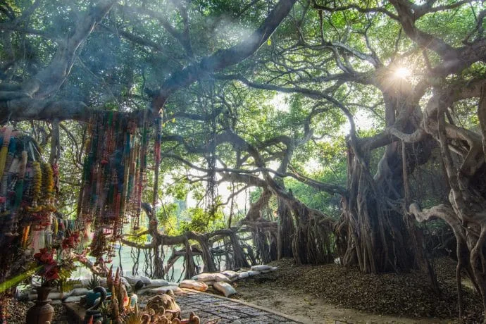 banyan tree sai ngam phimai - thailand