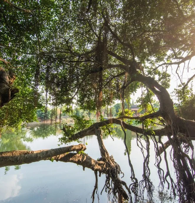 banyan tree sai ngam phimai - thailand