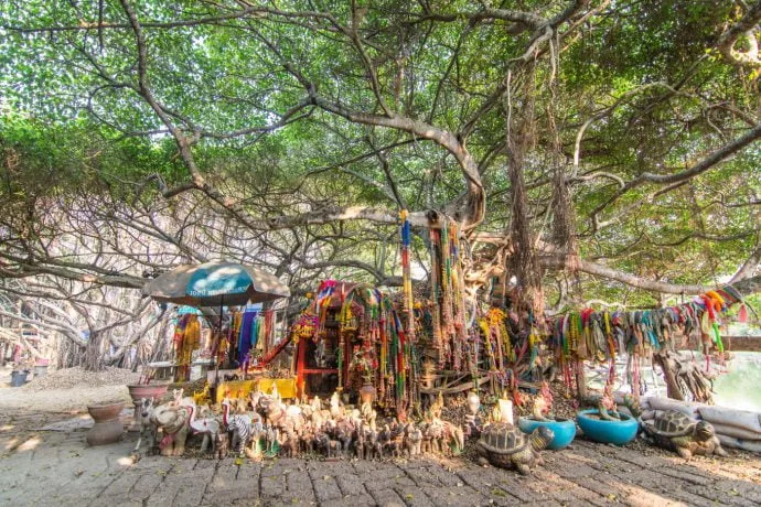banyan tree sai ngam phimai - thailand