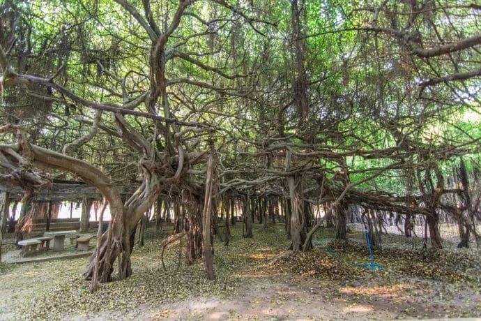 banyan tree sai ngam phimai - thailand