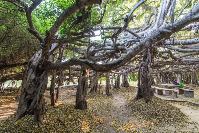 banyan tree sai ngam phimai - thailand