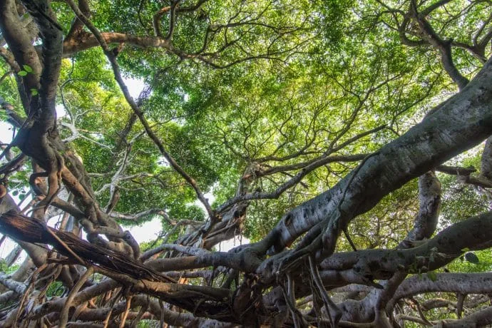 banyan tree sai ngam phimai - thailand