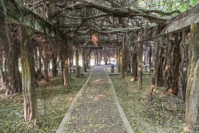 banyan tree sai ngam phimai - thailand