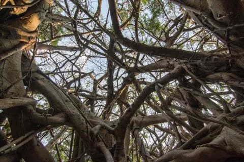 banyan tree sai ngam phimai - thailand