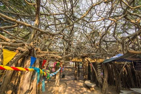 banyan tree sai ngam phimai - thailand