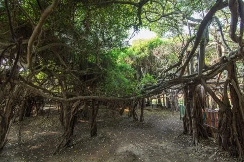 banyan tree sai ngam phimai - thailand