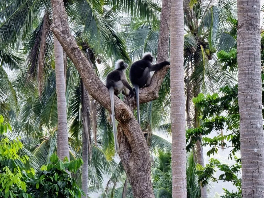 langurs at tonsai beach krabi