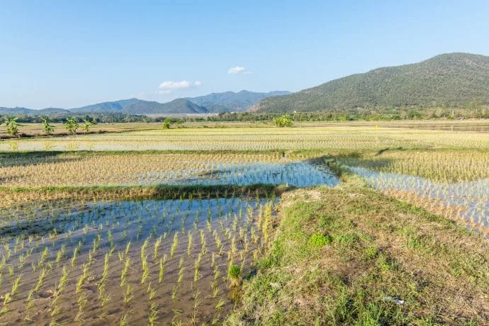 rice fields north chiang mai - thailand