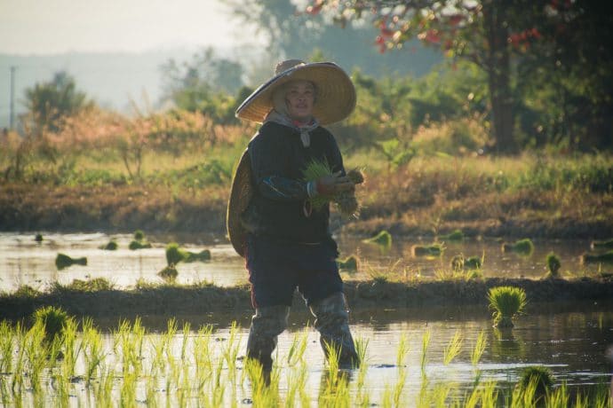 rizieres nord chiang mai - thailande