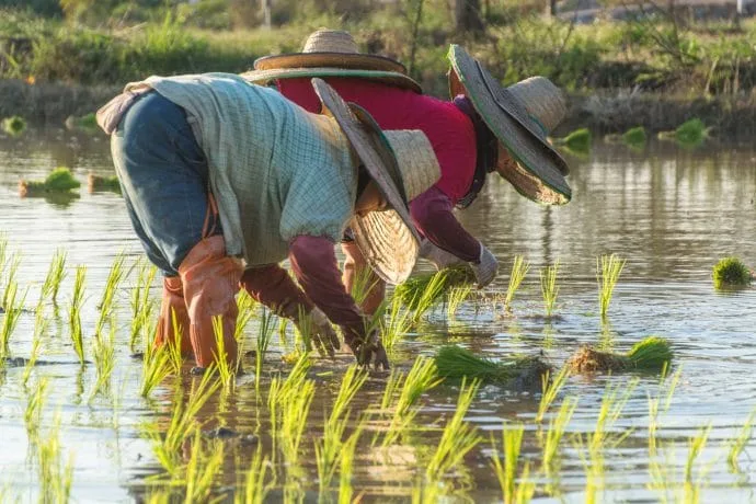rice fields north chiang mai - thailand