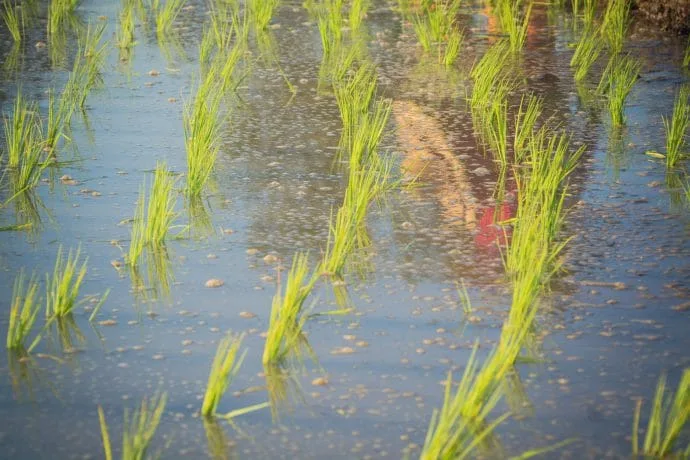 rice fields north chiang mai - thailand