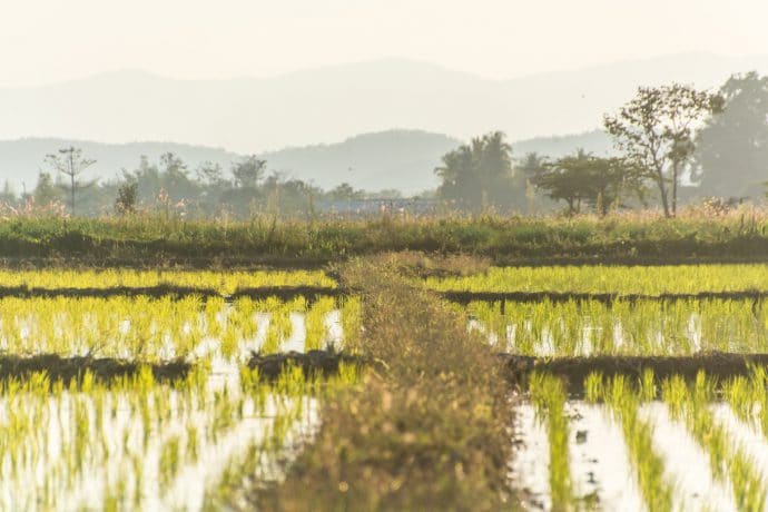 rizieres nord chiang mai - thailande