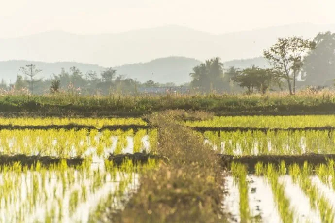 rice fields north chiang mai - thailand