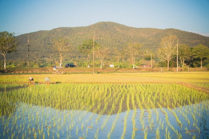 rizieres nord chiang mai - thailande