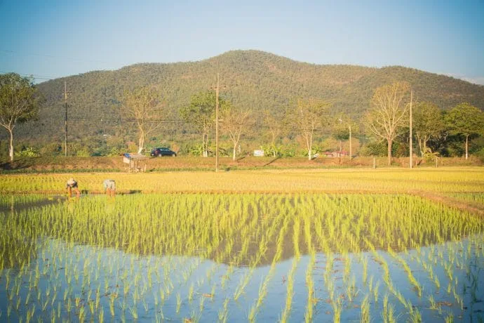 rice fields north chiang mai - thailand
