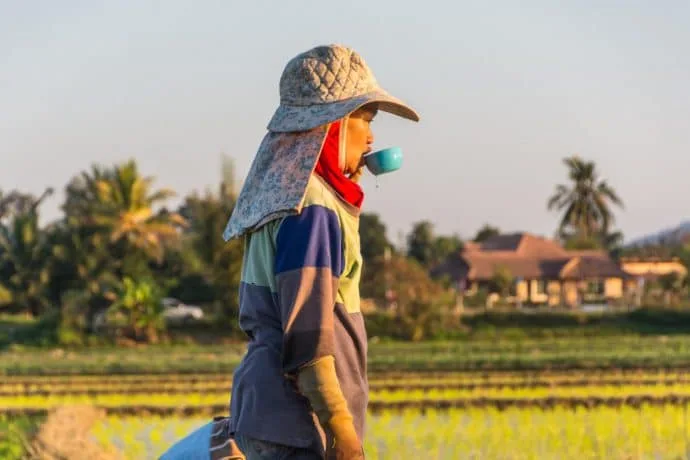 rice fields north chiang mai - thailand