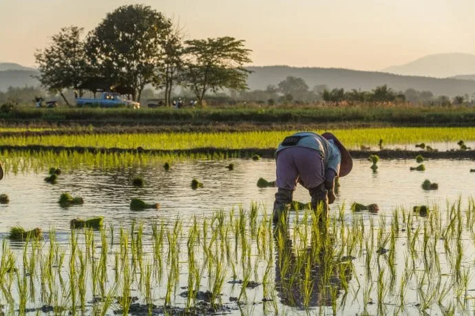 rice fields north chiang mai - thailand