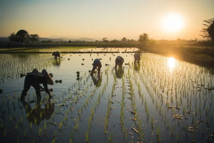 rice fields north chiang mai - thailand