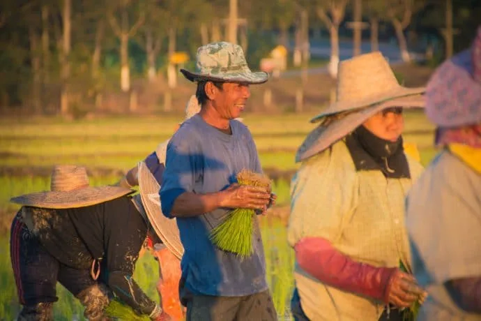 rice fields north chiang mai - thailand