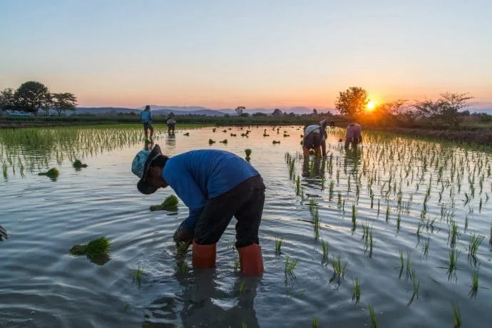 rice fields north chiang mai - thailand