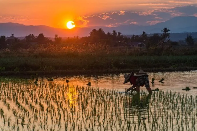 rice fields north chiang mai - thailand
