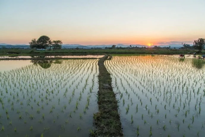 rice fields north chiang mai - thailand