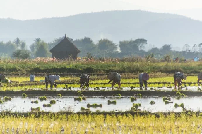 rice fields north chiang mai - thailand