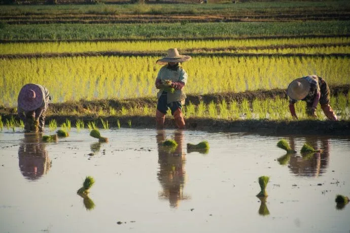 rice fields north chiang mai - thailand