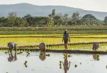 rice fields north chiang mai - thailand