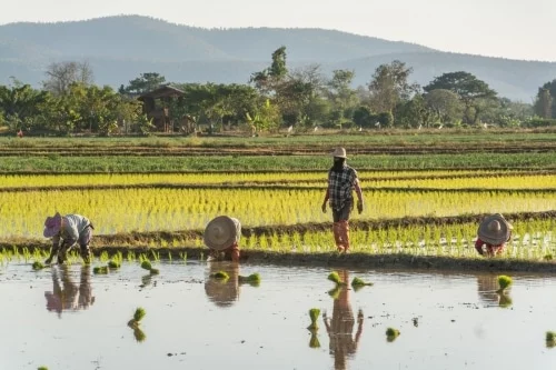 rice fields north chiang mai - thailand