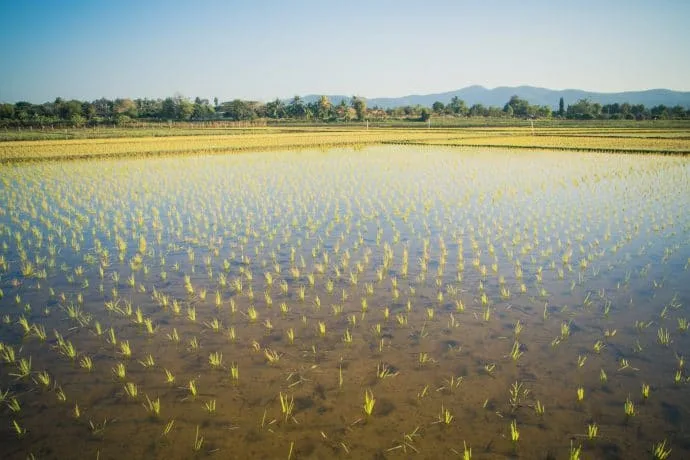 rice fields north chiang mai - thailand
