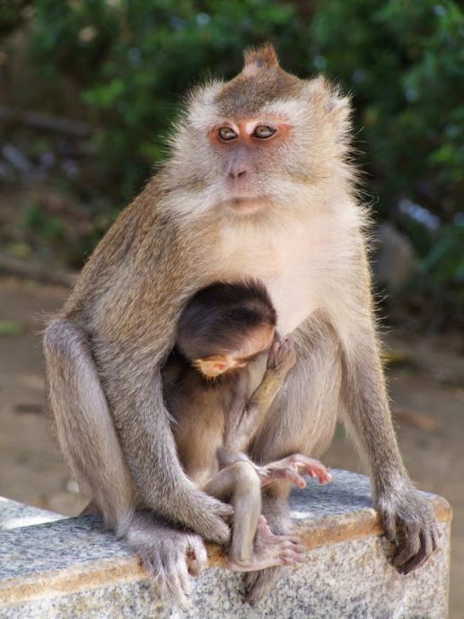 singe au wat tham suea - krabi