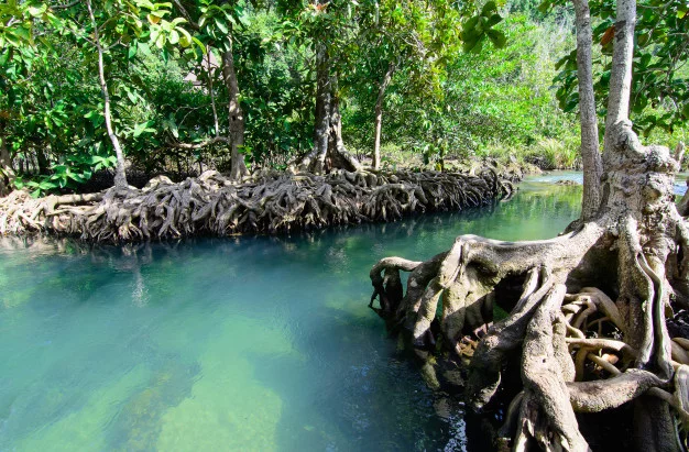 Mangrove of Tha Pom Khlong Song Nam