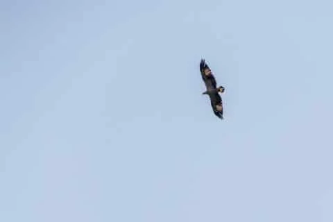 langkawi eagle - malaysia