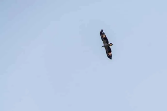 langkawi eagle - malaysia
