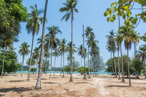 coconut trees langkawi island - malaysia
