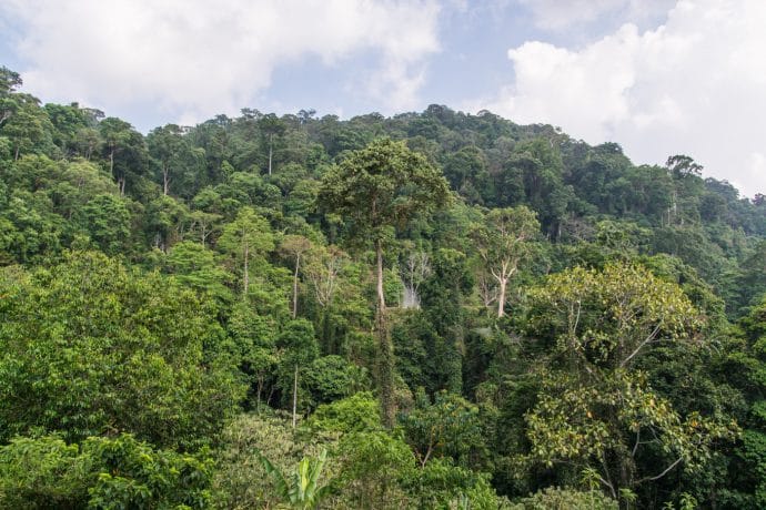 foret gunung raya langkawi - malaisie