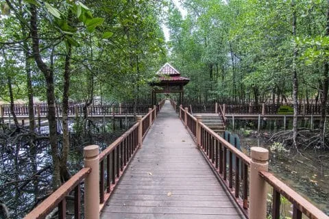 mangrove kilim geoforest park langkawi - malaysia