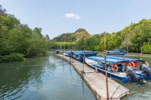 mangrove kilim geoforest park langkawi - malaysia