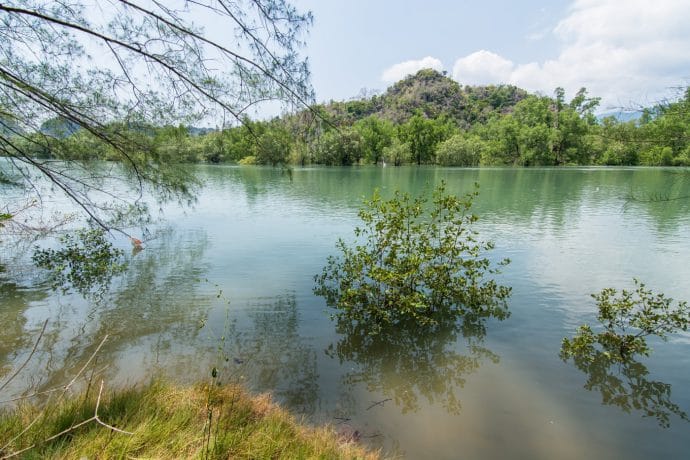 mangrove vers tanjung rhu langkawi - malaisie