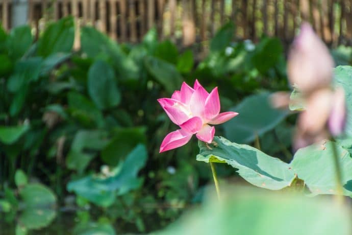 fleur de lotus marché flottant lat mayom