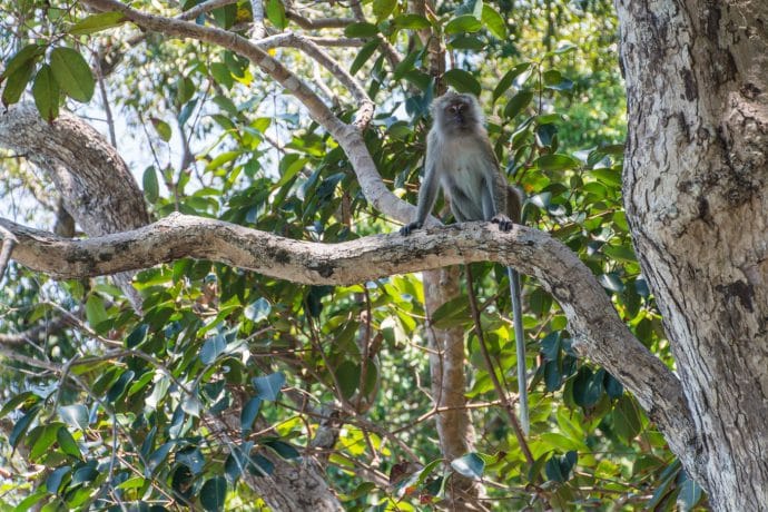 plage pasir tengkorak langkawi - malaisie