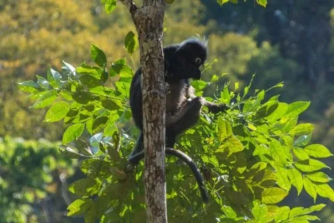monkey seven wells waterfall langkawi - malaysia
