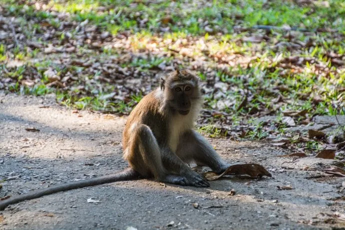 tangga helang seribu kenangan langkawi - malaysia