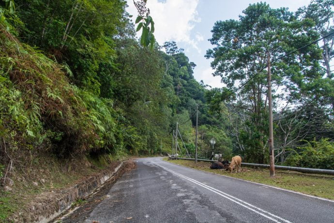 vaches gunung raya langkawi - malaisie