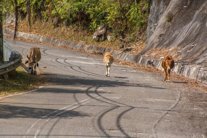 cows road summit mount raya langkawi - malaysia