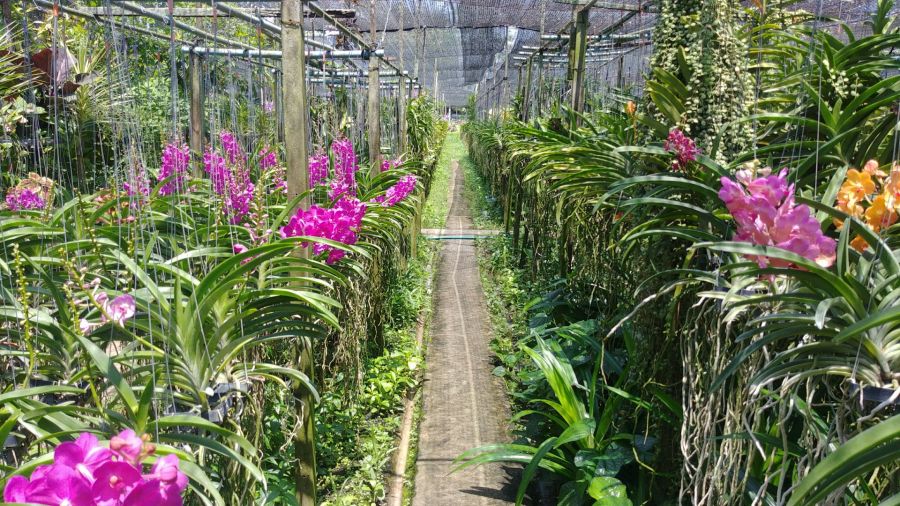 ferme aux orchidees proche marché flottant de lat mayom