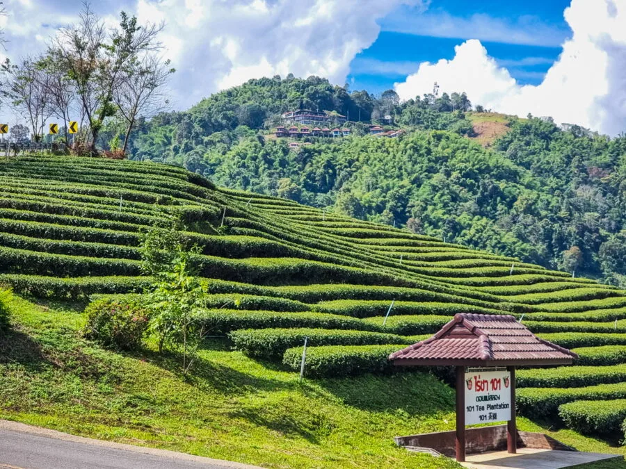 101 tea plantation mae salong north thailand