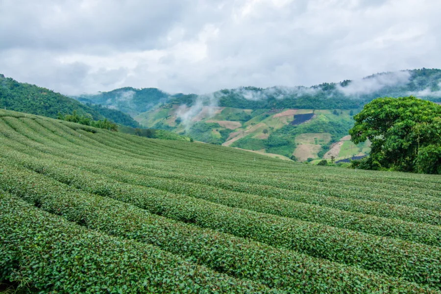 another view from 101 tea plantation mae salong